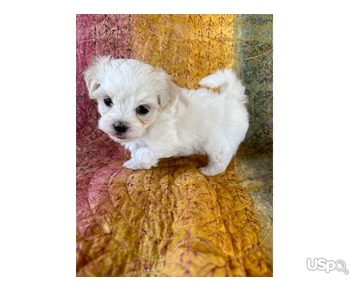 Maltese puppy for sale