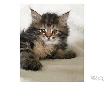 Maine Coon