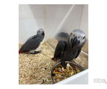 African grey parrots for rehoming