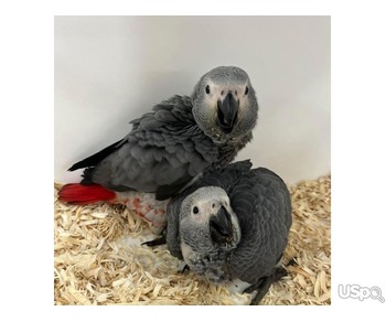 African grey parrots for rehoming