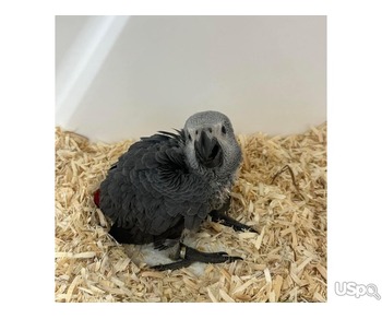 African grey parrots for rehoming