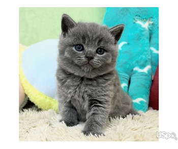 Blue British Shorthair Kittens for adoption