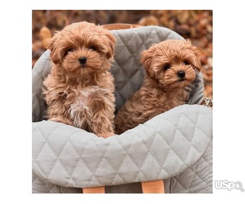 SELLING TINY TEACUP MALTIPOO PUPPYS