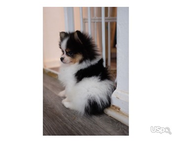 Pomeranian Puppies For Sale