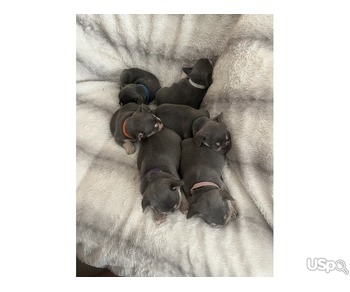 Blue French bulldogs for sale