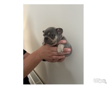 Blue French bulldogs for sale