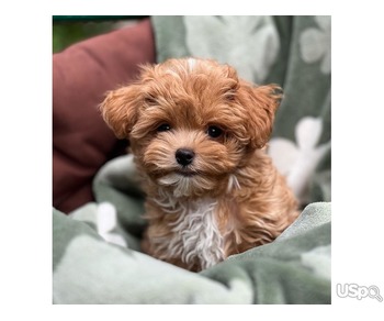 Super Maltipoo puppies for adoption