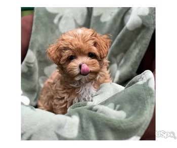 Super Maltipoo puppies for adoption