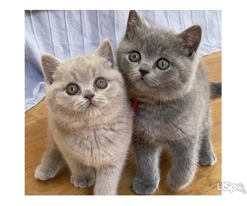 PERFECT BRITISH SHORTHAIRS