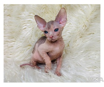 Linda Female Sphynx for sale