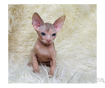 Linda Female Sphynx for sale