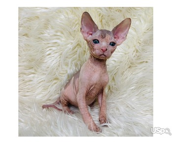 Linda Female Sphynx for sale