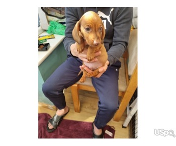 Beautiful colours dachshund puppies for sale