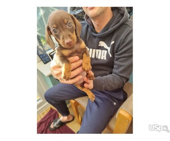 Beautiful colours dachshund puppies for sale