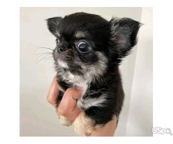 Adorable Chihuahua Puppies for Sale