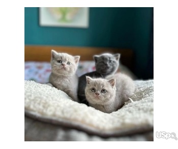 CHAMPION BRITISH SHORTHAIRS