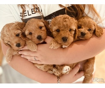 Hermoso cachorro Cavapoochon, solo queda una hembra