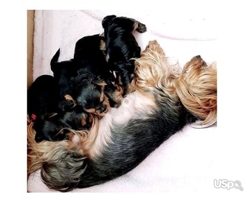 Yorkie puppy's for sale