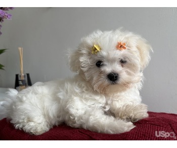 Laes Maltese Shorthair Blue Macho y Hembra Raza en Venta