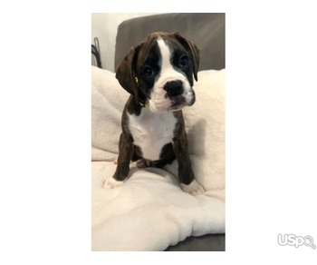 Beautiful boxer puppies looking for Permanent loving homes