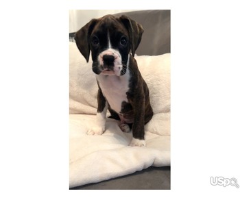 Beautiful boxer puppies looking for Permanent loving homes