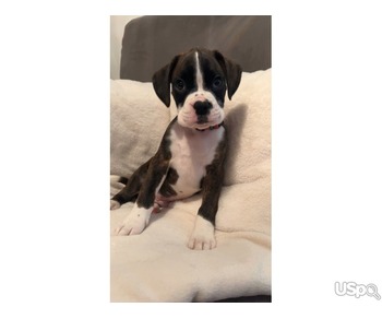 Beautiful boxer puppies looking for Permanent loving homes