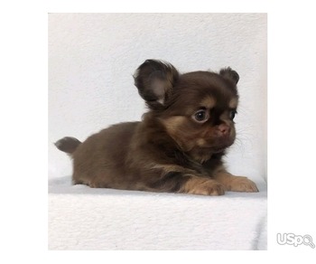 Chihuahua puppies for adoption