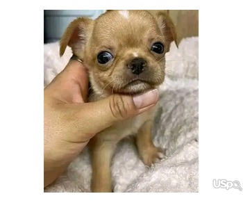 Chihuahua puppies for adoption