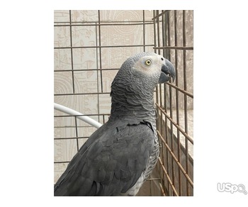 Super Male African Grey for sale