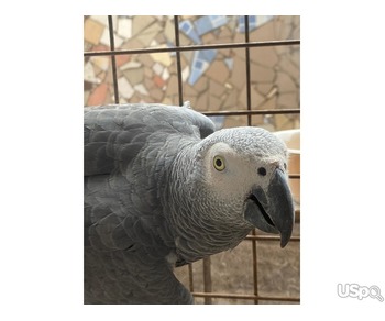 Super Male African Grey for sale