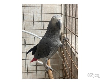 Super Male African Grey for sale