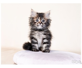 Blue Maine coon Kittens for sale