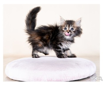 Blue Maine coon Kittens for sale