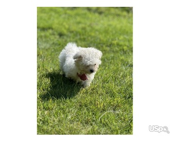 Tiny teacup Maltese puppies for adoption