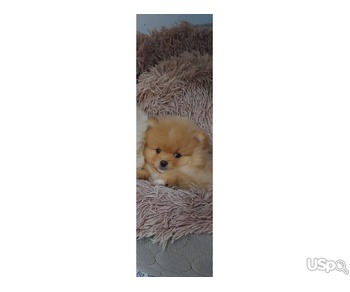 teacup Pomeranian puppies for adoption.