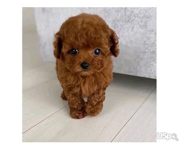 Poodle puppy's for sale