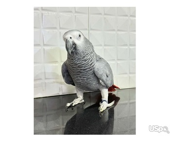 Super silly tame Congo African grey babies parrot