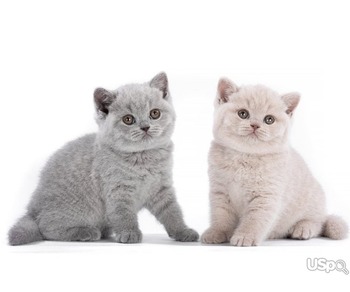 QUALITY RAISED BRITISH SHORTHAIRS