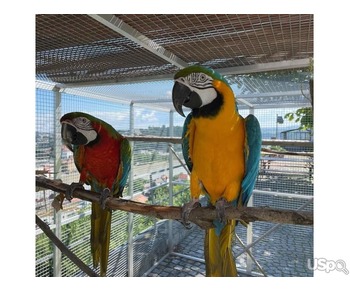 Blue &Gold Macaw baby