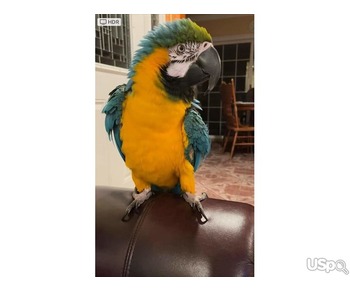 Blue &Gold Macaw baby