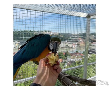 Gorgeous handreared baby Macaw parrots