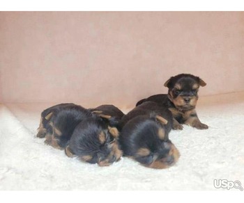 Yorkshire Terrier puppies.