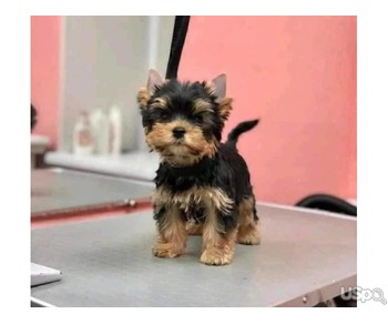 Yorkshire Terrier puppies.