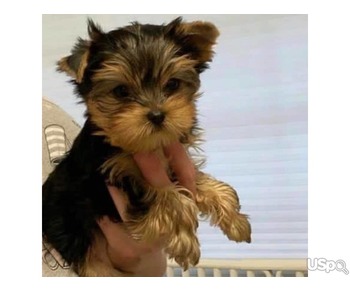 Yorkshire Terrier puppies.