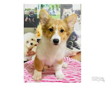 Stunning Welsh Pembroke Corgi puppies