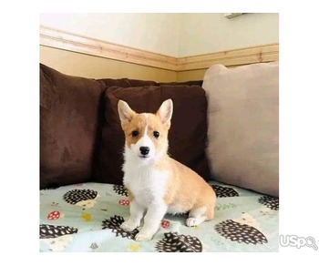 Stunning Welsh Pembroke Corgi puppies