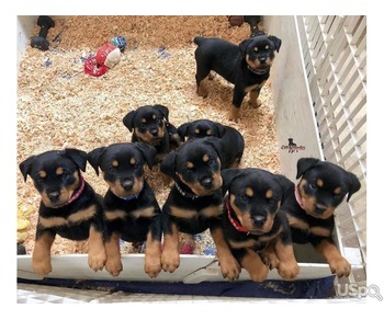 KC Registered Rottweiler Puppies