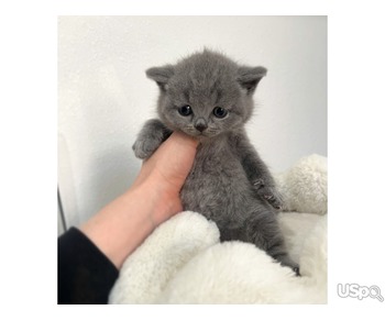 BLUE  SHORTHAIR KITTEN FOR SALE