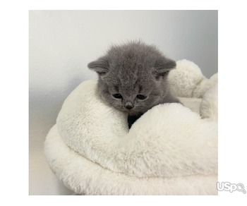 BLUE  SHORTHAIR KITTEN FOR SALE