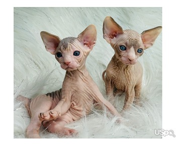 Blue tabby sphynx kittens for sale